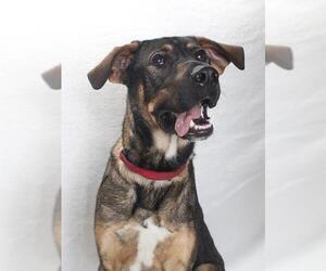 German Shepherd Dog Dogs for adoption in Burbank, CA, USA
