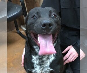 Labrador Retriever-Unknown Mix Dogs for adoption in Heber Springs, AR, USA