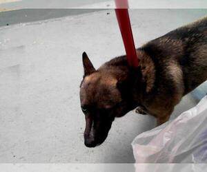 Mutt Dogs for adoption in Tulsa, OK, USA