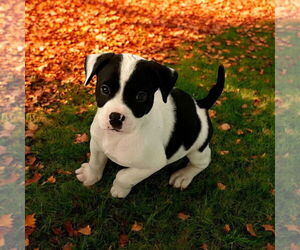 Jack Russell Terrier Dogs for adoption in Menifee, CA, USA