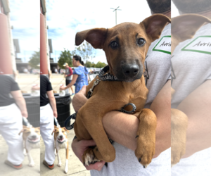 Mutt Dogs for adoption in Rockville, MD, USA