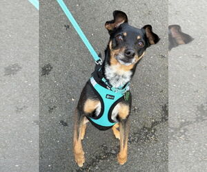 Miniature Pinscher-Unknown Mix Dogs for adoption in Arlington, VA, USA