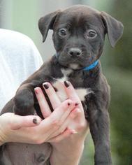 Medium Photo #44 Boxer-Unknown Mix Puppy For Sale in Columbus, GA, USA