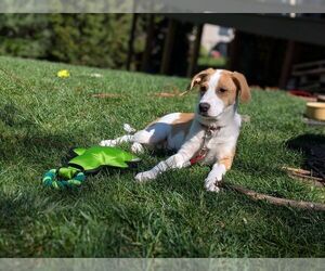 Labrador Retriever-Unknown Mix Dogs for adoption in Mechanicsburg, PA, USA
