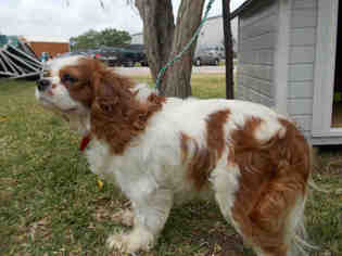 Cavalier King Charles Spaniel Dogs for adoption in Rosenberg, TX, USA