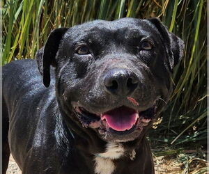 Labrador Retriever-Unknown Mix Dogs for adoption in Lake Forest, CA, USA