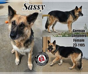 German Shepherd Dog Dogs for adoption in Georgetown, KY, USA
