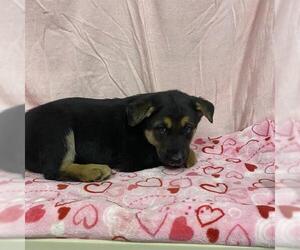 German Shepherd Dog Dogs for adoption in Modesto, CA, USA
