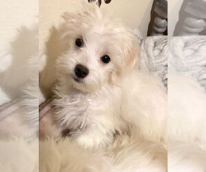 Maltese-Unknown Mix Dogs for adoption in New London, WI, USA