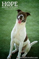 Boxador Dogs for adoption in Alton, IL, USA