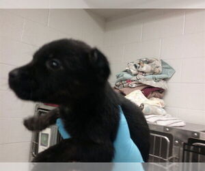 German Shepherd Dog-Unknown Mix Dogs for adoption in Oklahoma City, OK, USA