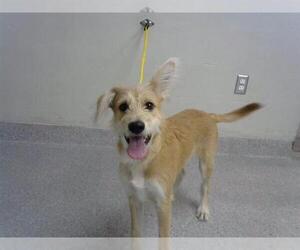 Border Terrier-Unknown Mix Dogs for adoption in Pasadena, TX, USA