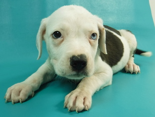 Medium Photo #3 American Bulldog-Unknown Mix Puppy For Sale in Morton Grove, IL, USA