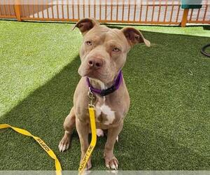 American Pit Bull Terrier-Unknown Mix Dogs for adoption in Las Vegas, NV, USA