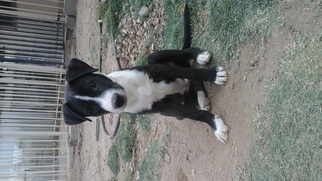 Border Collie Dogs for adoption in Phoenix, AZ, USA