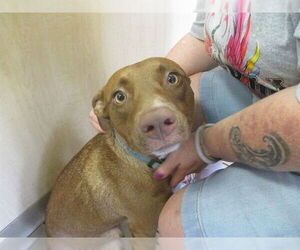American Staffordshire Terrier Dogs for adoption in Ocala, FL, USA
