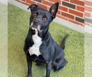 Labrador Retriever-Unknown Mix Dogs for adoption in Edmond, OK, USA