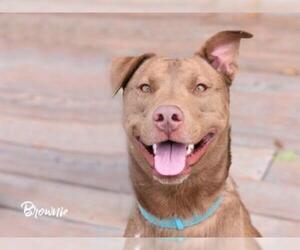 American Pit Bull Terrier-Doberman Pinscher Mix Dogs for adoption in Montgomery, TX, USA