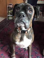 Boxer Dogs for adoption in Littleton, CO, USA