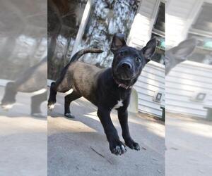 Labrador Retriever Dogs for adoption in Camp Hill, PA, USA