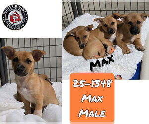 Chihuahua-Unknown Mix Dogs for adoption in Georgetown, KY, USA