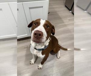 Masti-Bull Dogs for adoption in San Antonio, TX, USA
