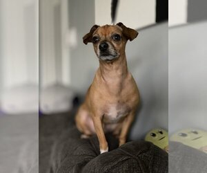 Chihuahua-Unknown Mix Dogs for adoption in  Ramona, CA, USA