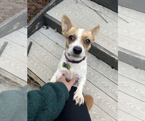 Chihuahua-Unknown Mix Dogs for adoption in Milwaukie, OR, USA