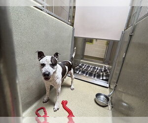 Staffordshire Bull Terrier Dogs for adoption in Rancho Cucamonga, CA, USA