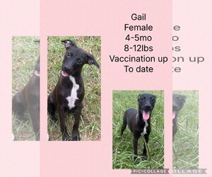 Chihuahua-Labrador Retriever Mix Dogs for adoption in Virginia Beach, VA, USA