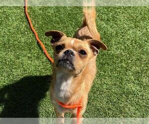 Cairn Terrier-Unknown Mix Dogs for adoption in Orange, CA, USA