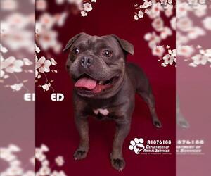 Bulldog-Staffordshire Bull Terrier Mix Dogs for adoption in Riverside, CA, USA