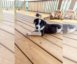 Collie Dogs for adoption in Denton, TX, USA