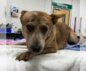 Mutt Dogs for adoption in Naples, FL, USA