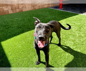 Labrador Retriever-Unknown Mix Dogs for adoption in Moreno Valley, CA, USA