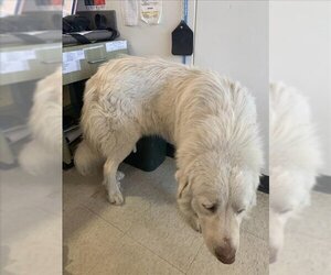 Small Great Pyrenees Mix