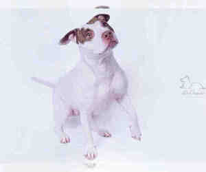 Medium Photo #1 American Staffordshire Terrier Puppy For Sale in Salt Lake City, UT, USA