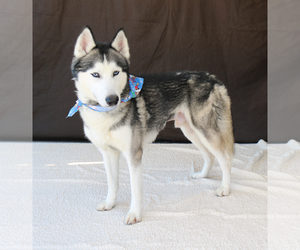 Medium Photo #2 Siberian Husky Puppy For Sale in Pasadena, CA, USA