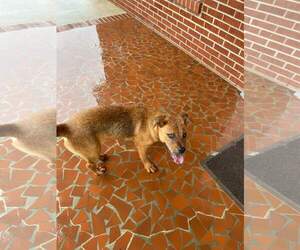 Australian Kelpie-Carolina Dog Mix Dogs for adoption in Orangeburg, SC, USA