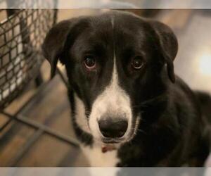 Borador Dogs for adoption in Salt Lake City, UT, USA