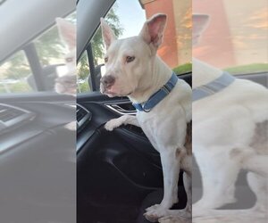 American Bulldog-Unknown Mix Dogs for adoption in Phoenix, AZ, USA
