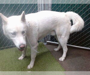 Siberian Husky Dogs for adoption in Downey, CA, USA