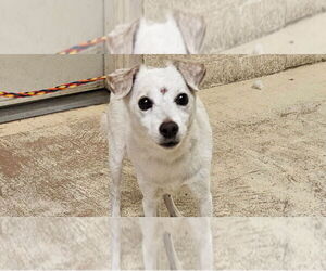 Chihuahua-Unknown Mix Dogs for adoption in Salt Lake City, UT, USA