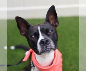 Boston Terrier-Unknown Mix Dogs for adoption in San Antonio, TX, USA