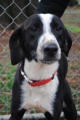 Mutt Dogs for adoption in Albemarle, NC, USA