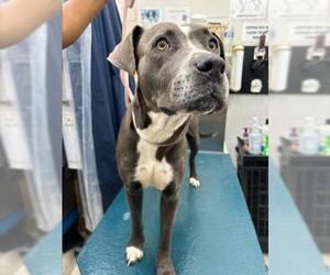 Staffordshire Bull Terrier-Unknown Mix Dogs for adoption in Mobile, AL, USA