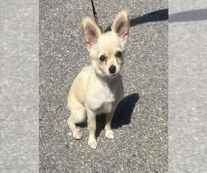 Chihuahua Dogs for adoption in San Antonio, TX, USA