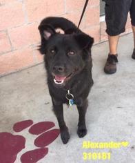 Border Collie-Unknown Mix Dogs for adoption in Spokane, WA, USA