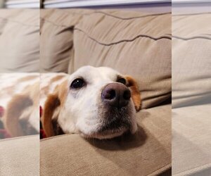 English Foxhound-Unknown Mix Dogs for adoption in Dahlgren, VA, USA