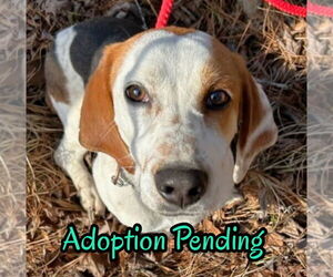 Bagle Hound Dogs for adoption in Dunnellon, FL, USA